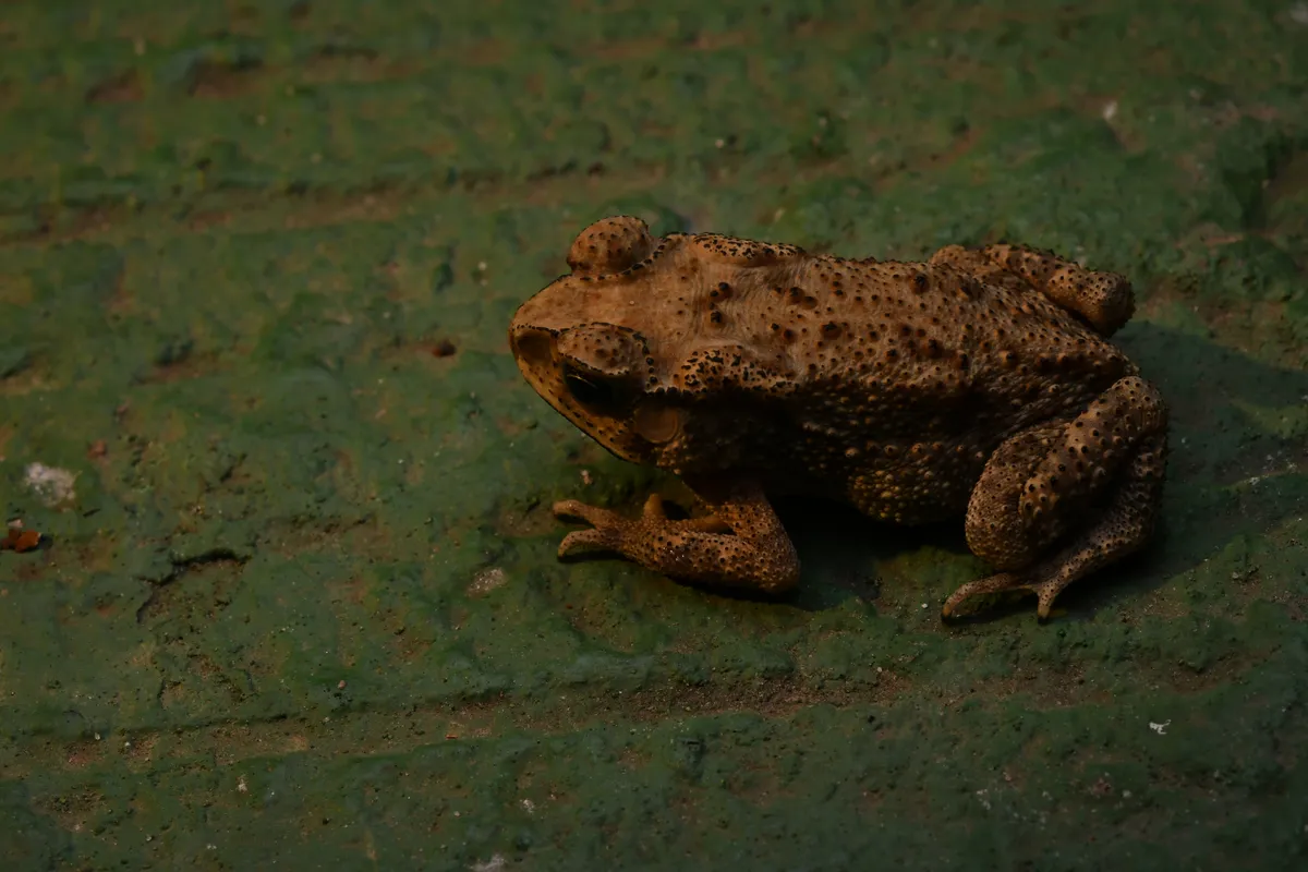 Duttaphrynus melanostictus